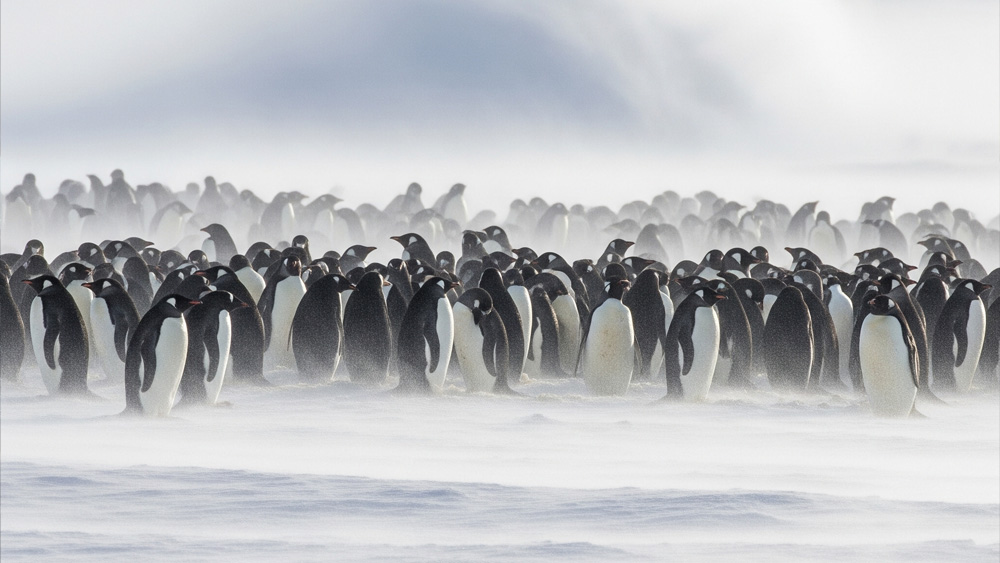 Car Penguin Features